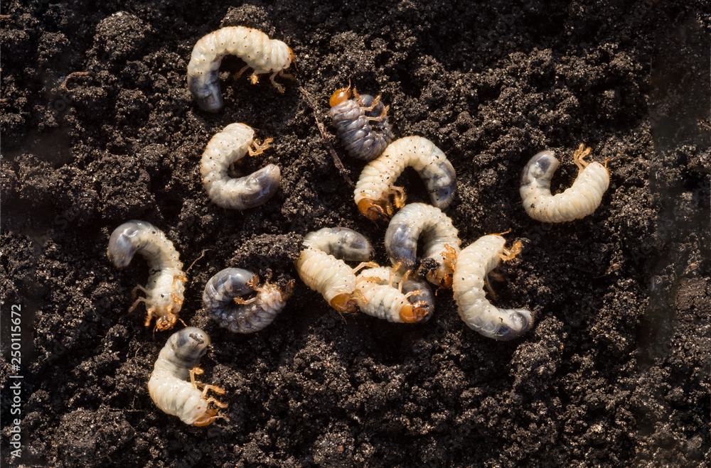 white grubs