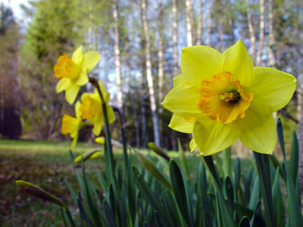 daffodils