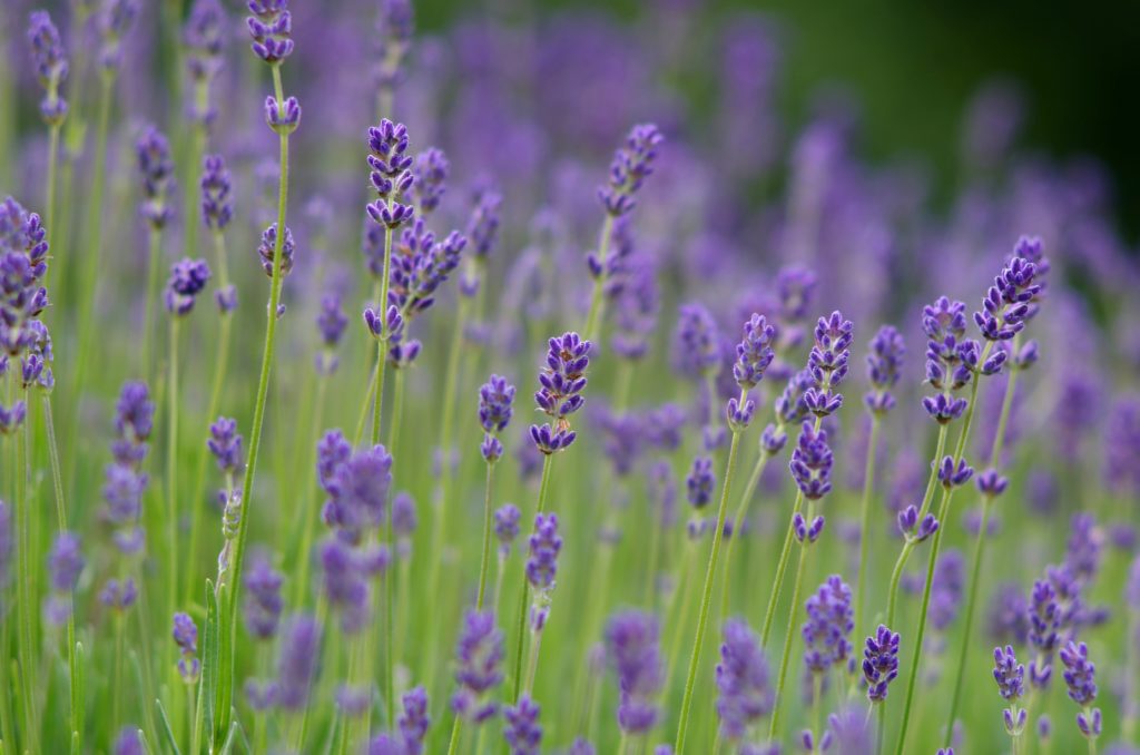 Lavender