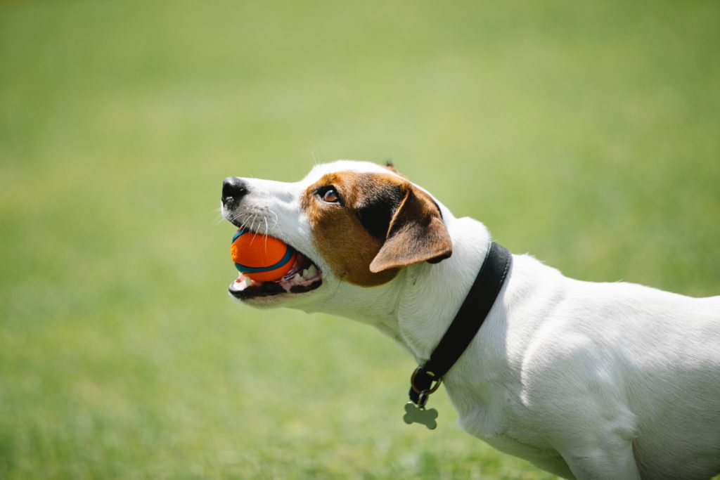 dog in the yard