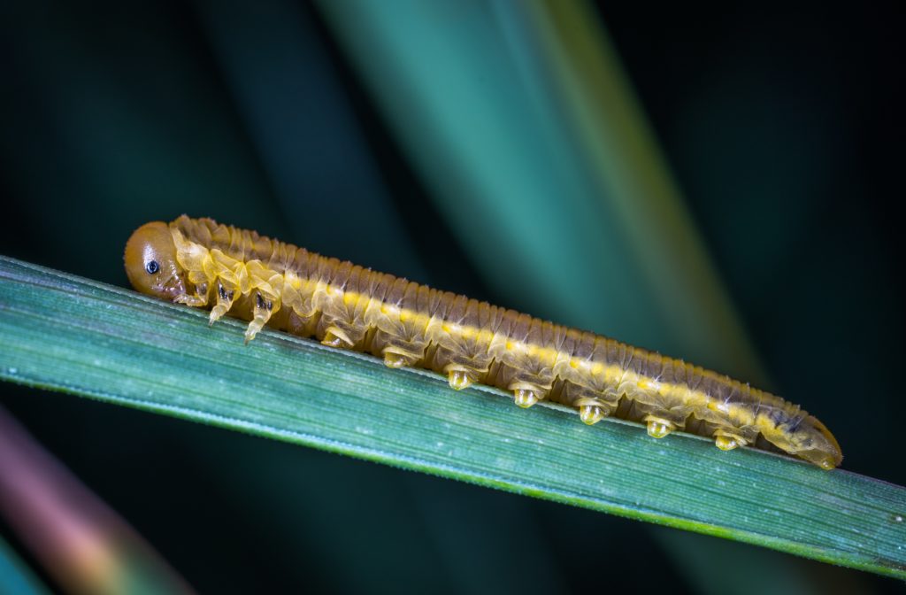 Sod Webworm