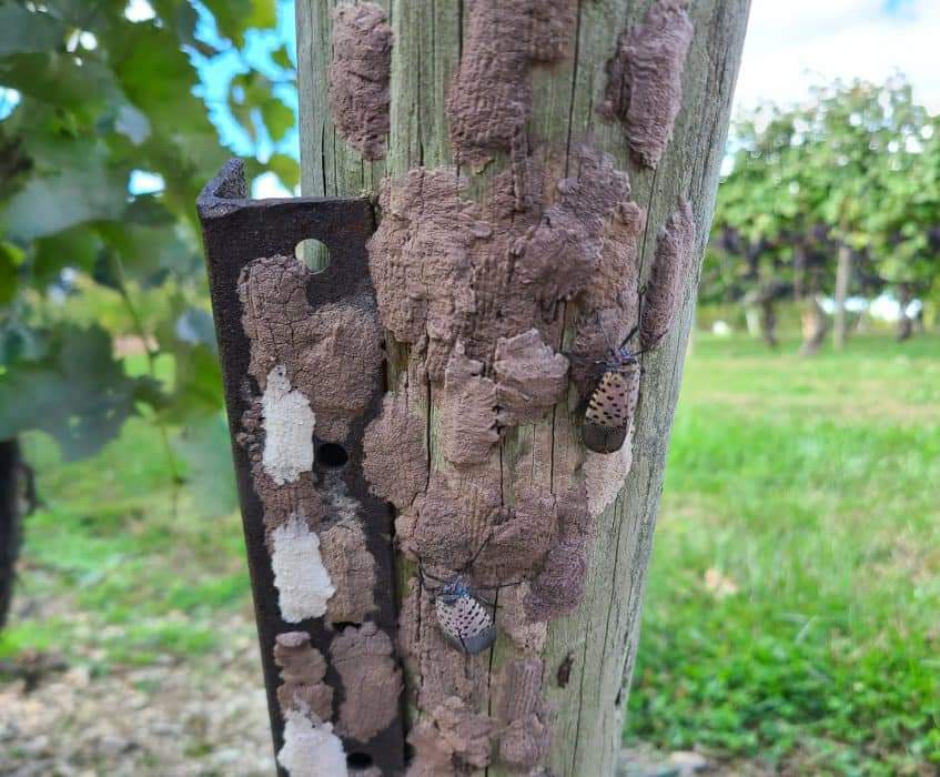 Lantern Fly Egg Masses