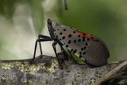 Spotted Lantern Fly