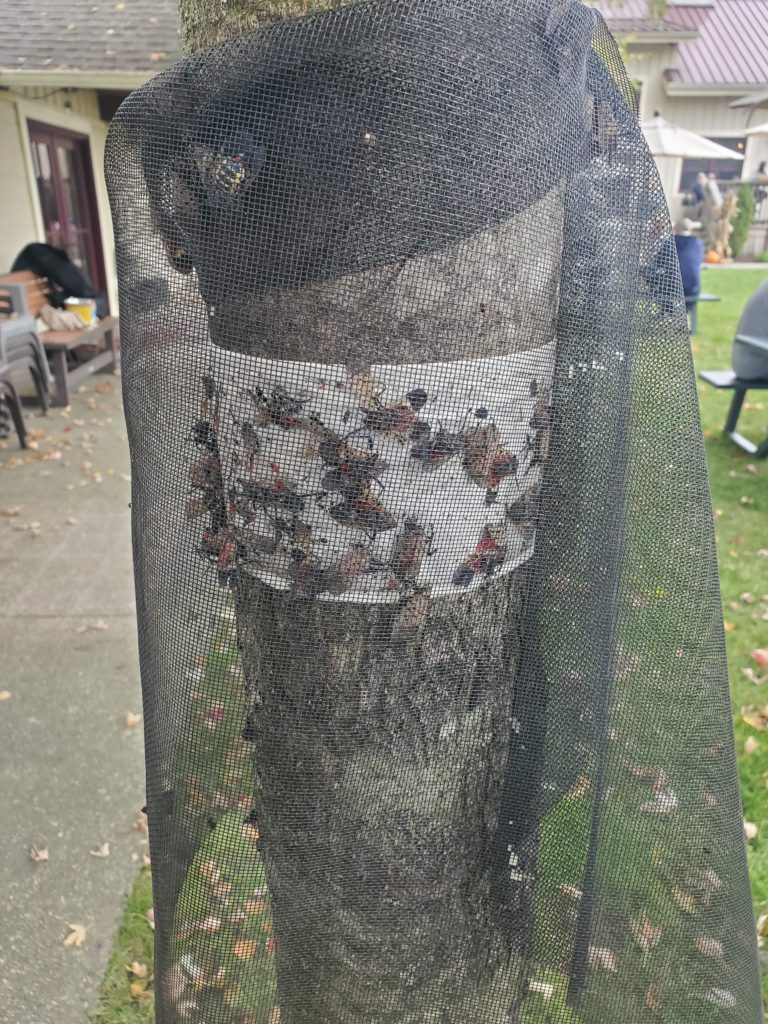 Lantern Fly Traps at Whitehorse Winery - Hammonton, NJ